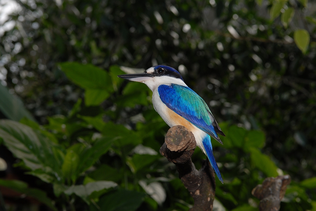 0725 Birdworld Kuranda.jpg